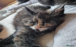 Maine Coon cats for sale: Tica Reg Mainecoon kittens READY NOW in Deal - Image 15