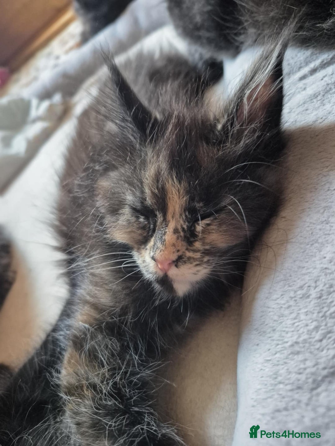 Maine Coon cats for sale: Tica Reg Mainecoon kittens READY NOW in Deal - Image 15