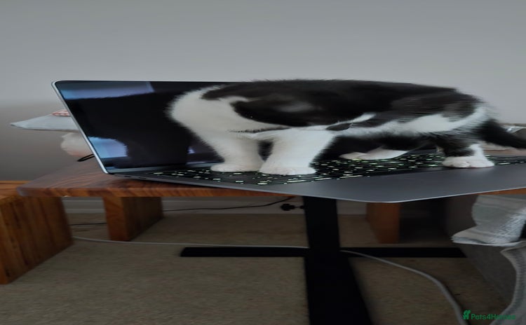 Mixed Breed cats - Advert 13