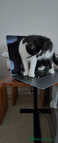 Mixed Breed cats - Advert 13