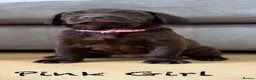 Labrador Retriever dogs for sale: Beautiful KC Chocolate Labrador Retriever Puppies - Advert 7