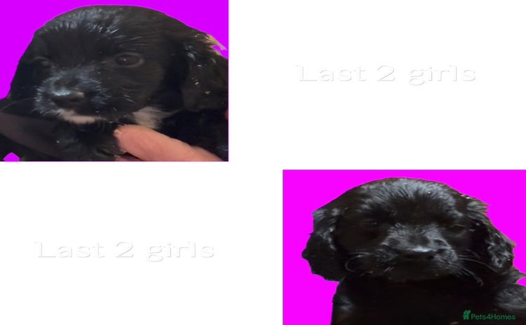 Cockapoo dogs Cockapoo puppies  - Advert 3