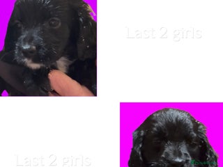 Cockapoo dogs Cockapoo puppies - Advert 14