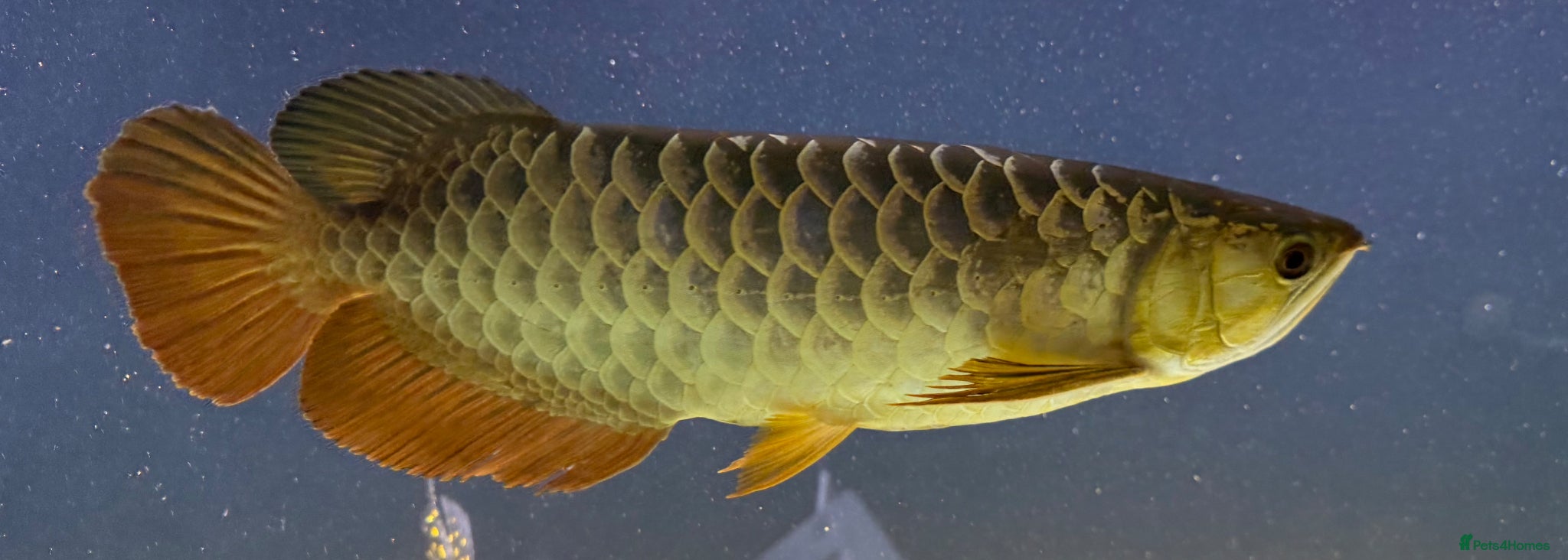 Other/Mixed Breed fish Closing down - Advert 22