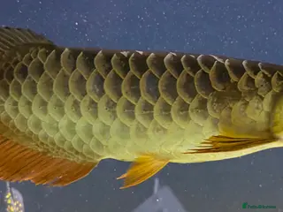 Other/Mixed Breed fish Closing down - Advert 22