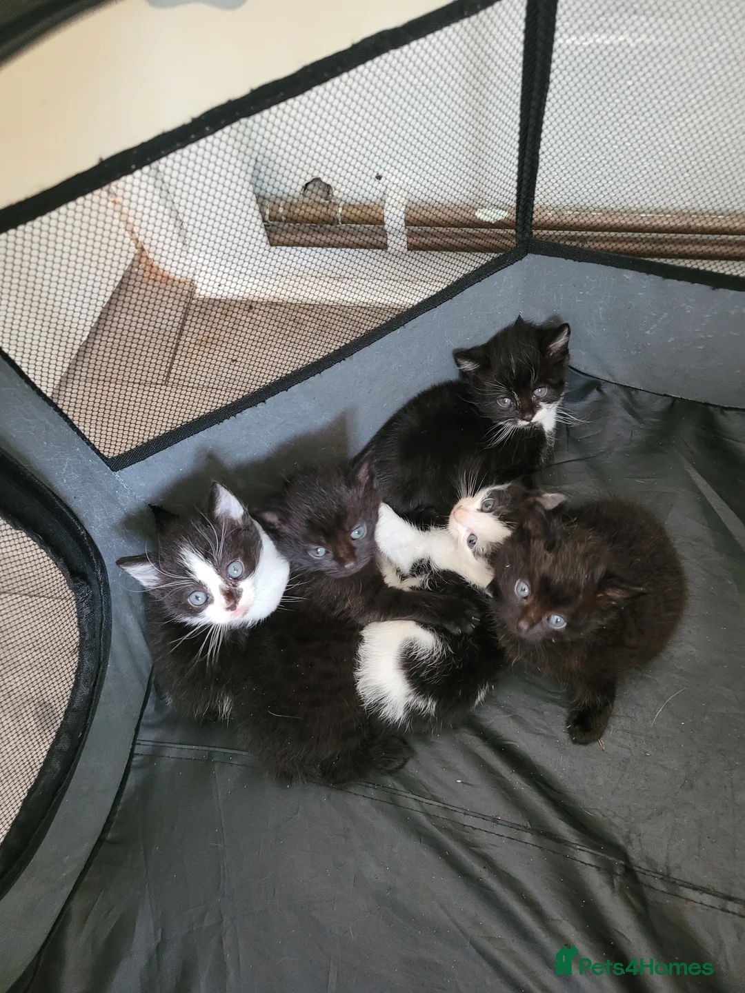 Turkish Angora cats for sale: Turkish angora babies - Advert 2