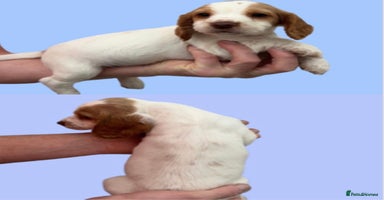 Cocker Spaniel dogs - Advert 4