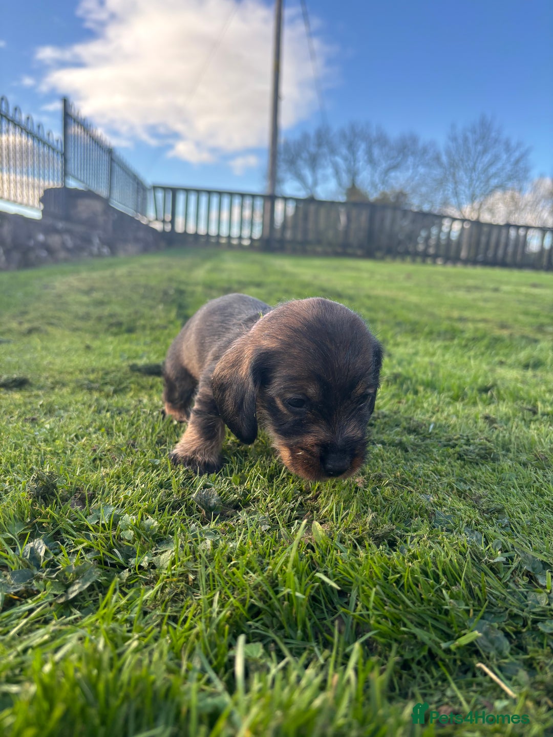 Dachshund dogs for sale: WHD - Wirehaired Dachshund (Teckle) Pups - Image 39