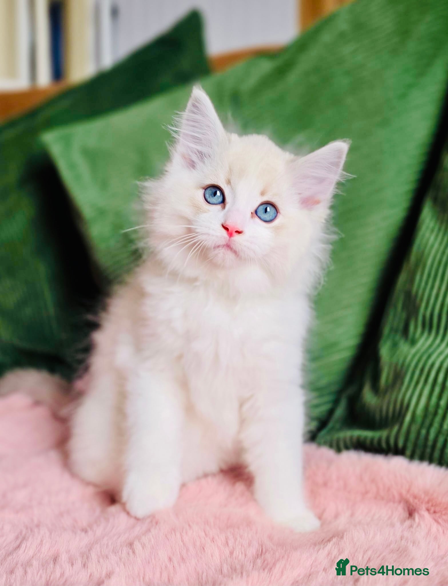 Ragdoll cats READY NOW — BEAUTIFUL RAGDOLL KITTENS - Advert 4