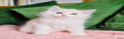 Ragdoll cats for sale: READY NOW — BEAUTIFUL RAGDOLL KITTENS - Advert 1