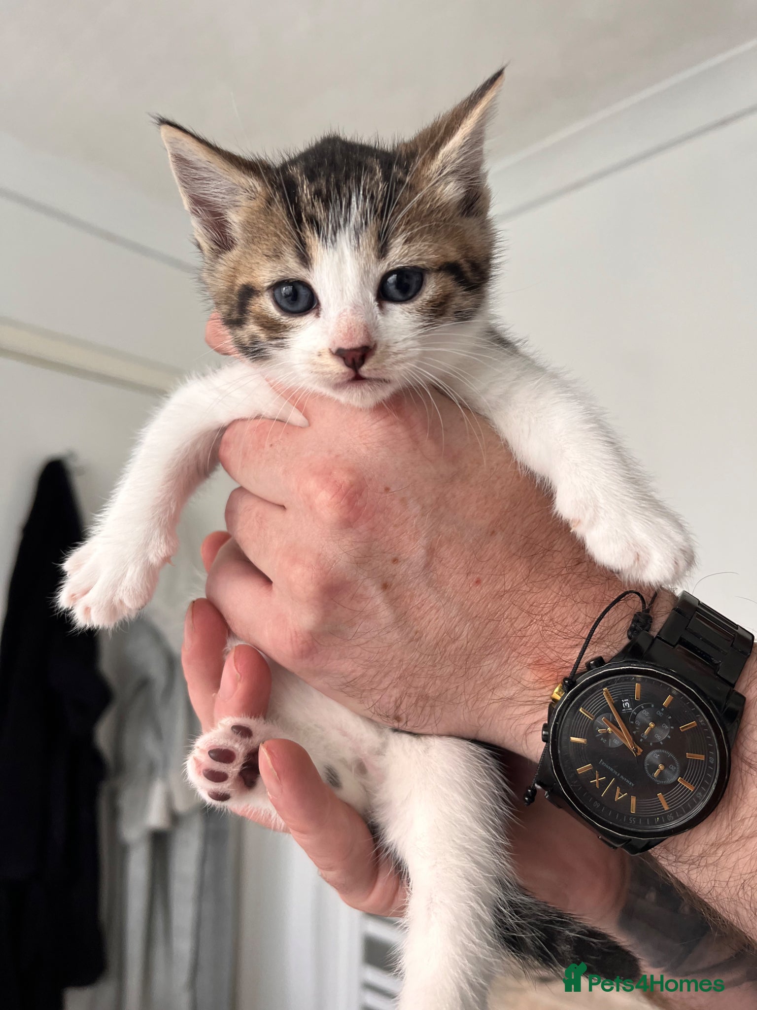 Mixed Breed cats for sale: 3 males, 1 female kittens from loving family home - Advert 1