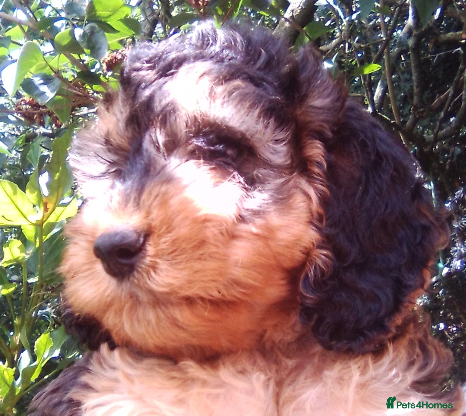 Cockapoo dogs Delightful Litter of Cockapoos - Advert 2