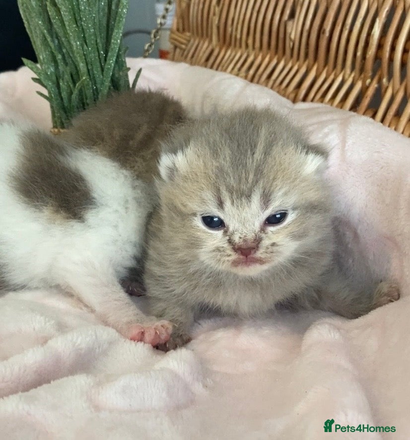 Scottish Fold cats 🧸EXTREMELY RARE FAWN CALICO SCOTTISH/BSH 😻🧸 - Advert 8
