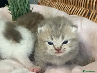 Scottish Fold cats 🧸EXTREMELY RARE FAWN CALICO SCOTTISH/BSH 😻🧸 - Advert 8