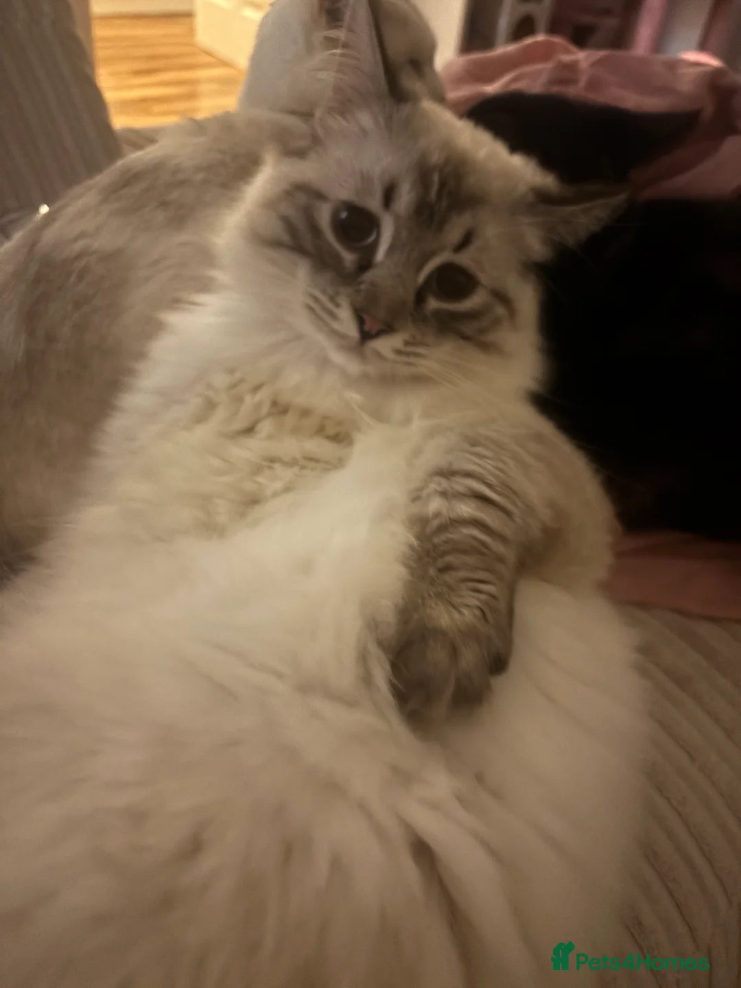 Mixed Breed cats for sale: Ragdoll cat for rehome  - Advert 2