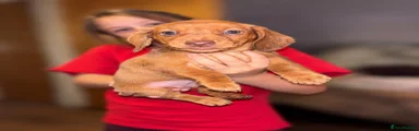 Miniature Dachshund red girl 