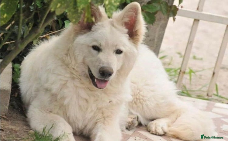 White Swiss Shepherd dogs - Advert 1