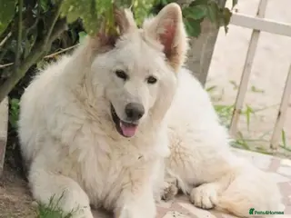 White Swiss Shepherd dogs Magnificent Stud. White Swiss Shepherd - Advert 2