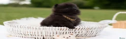 Pomeranian dogs for sale: ✨ Tiny Teddy Face Pomeranian Puppies 🐻✨ - Advert 16