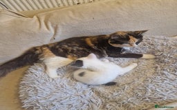 Mixed Breed cats for sale: Mixed ragdol /Turkish angora  - Image 5