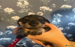 Dachshund dogs for sale: Kc registered standard wirehaired dachshund  - Image 13