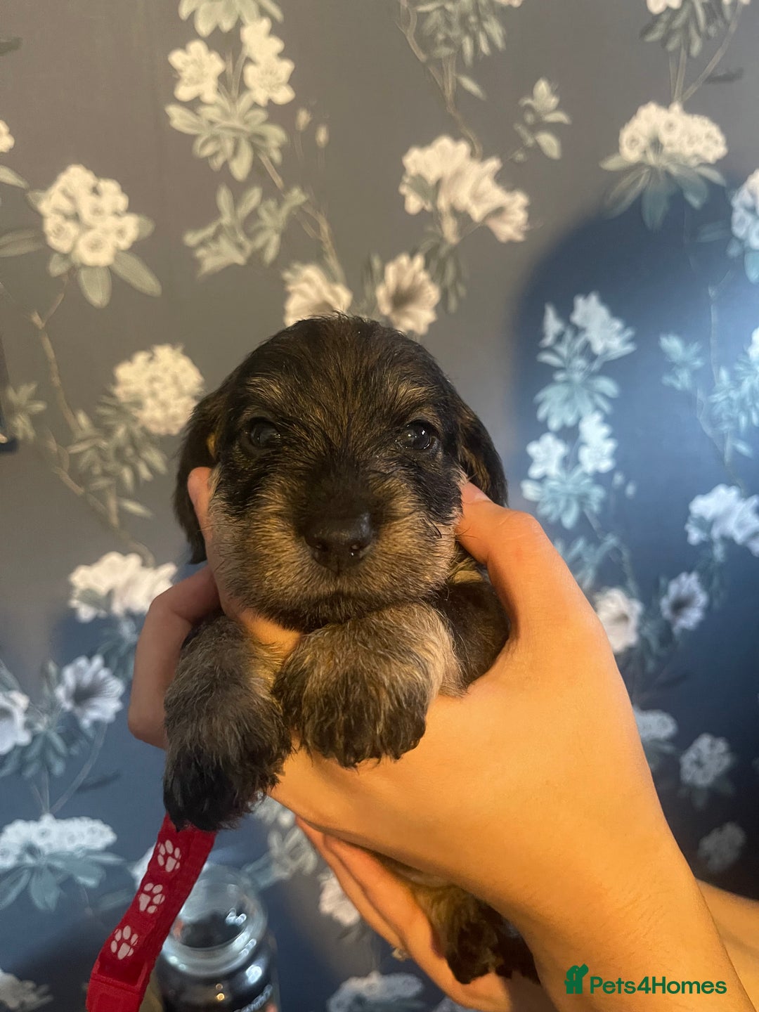Dachshund dogs for sale: Kc registered standard wirehaired dachshund  - Image 13
