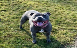 Staffordshire Bull Terrier dogs for sale: Beautiful Staffy Puppies (Blue and Black) - Image 4