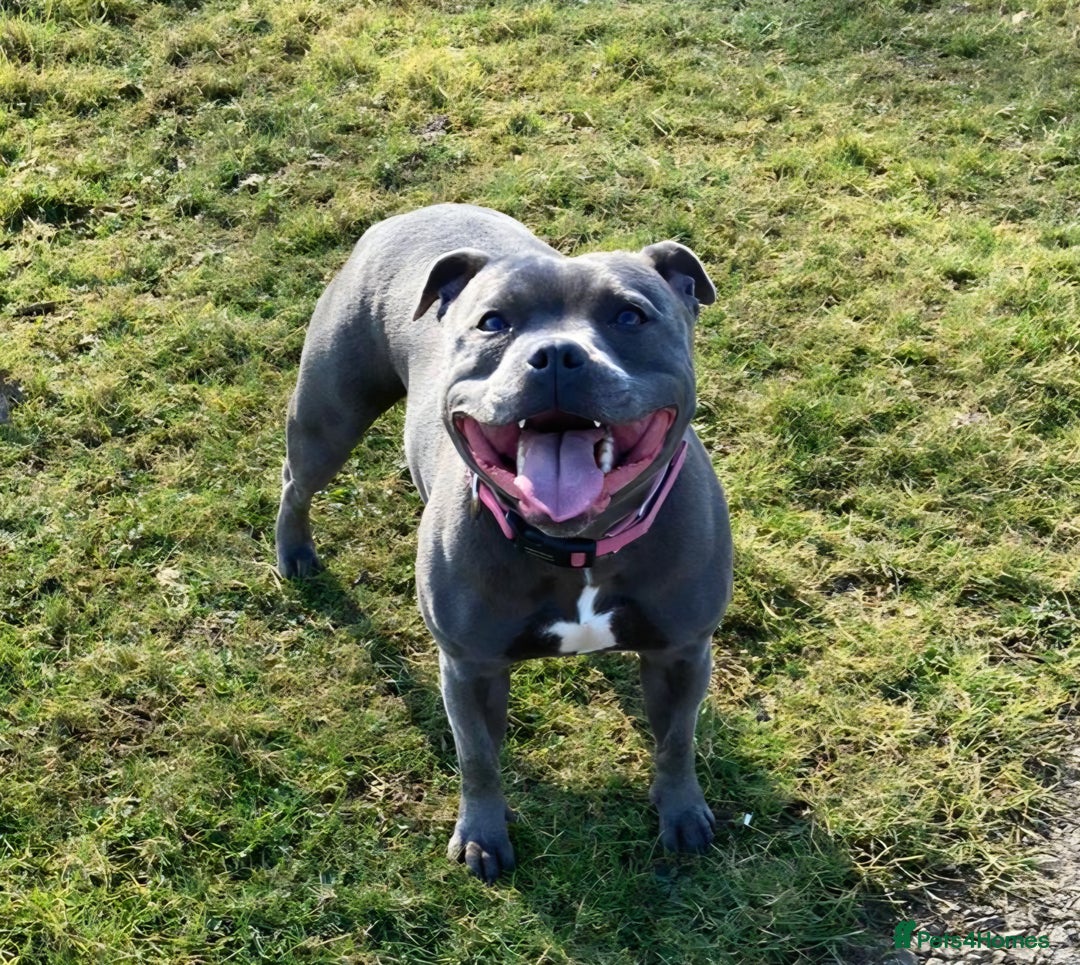 Staffordshire Bull Terrier dogs for sale: Beautiful Staffy Puppies (Blue and Black) - Image 4