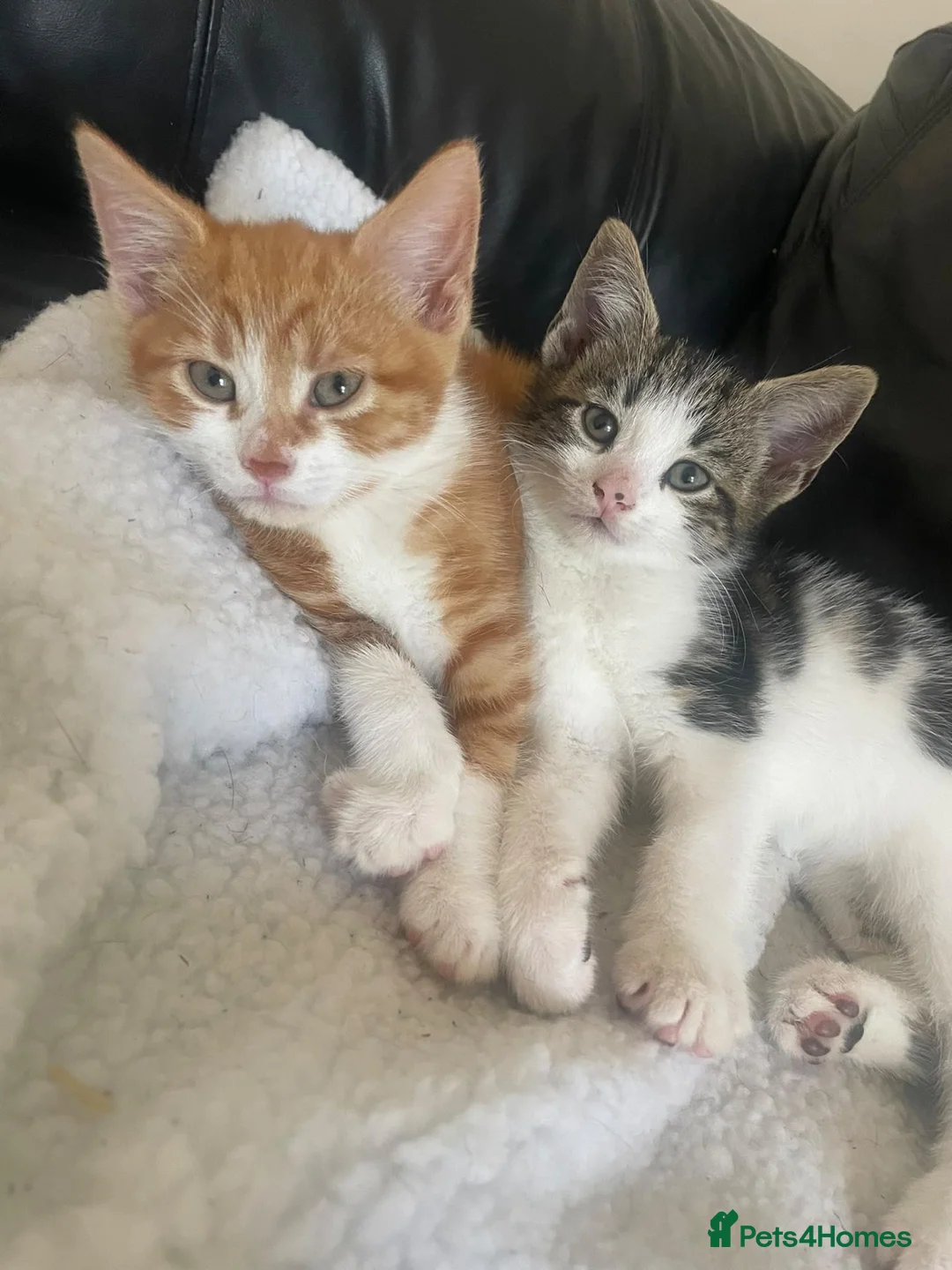 Mixed Breed cats for sale: Stunning Mixed Breed Kittens in London - Advert 2