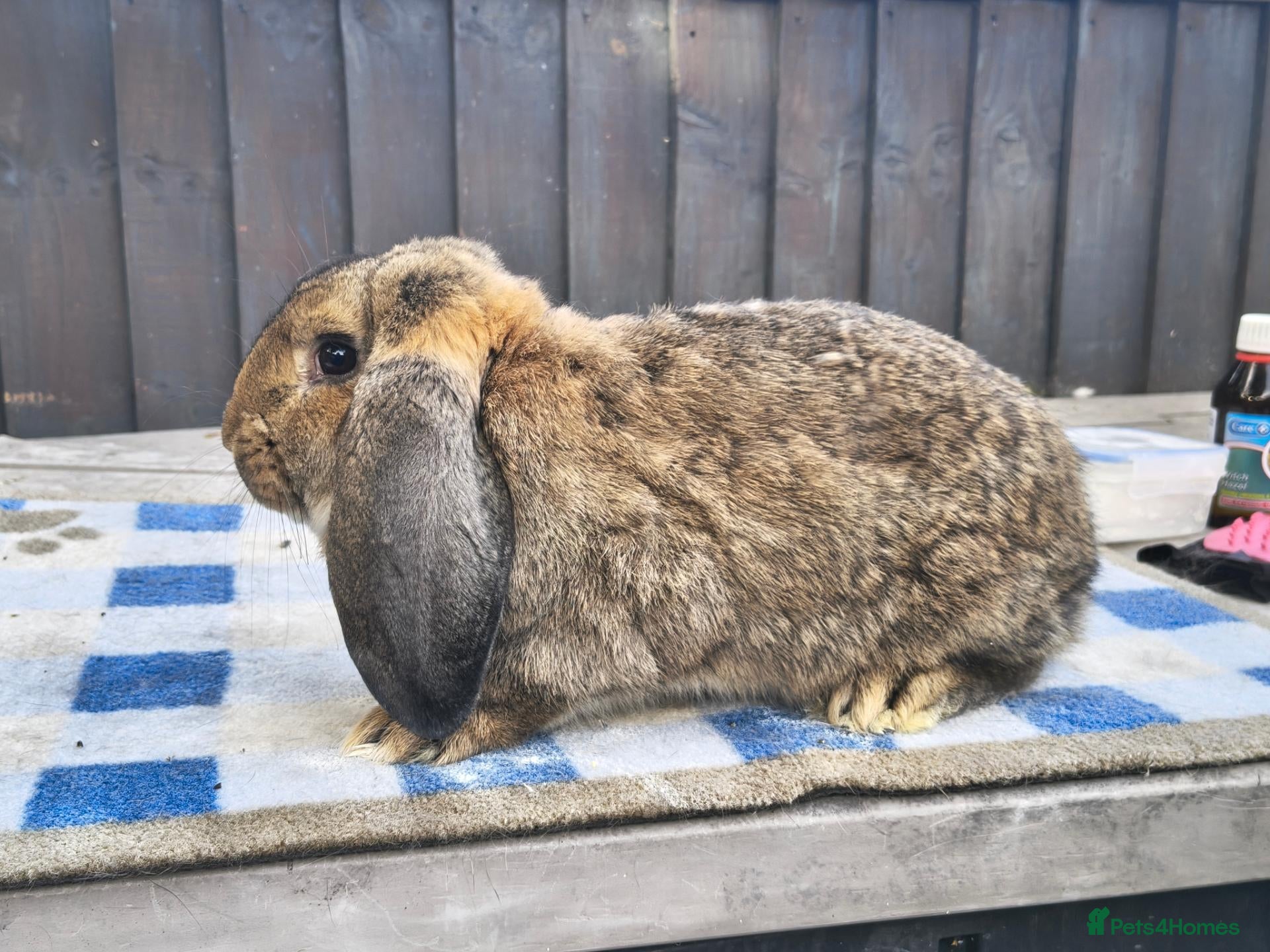French Lop rabbits French lop buck  - Advert 1