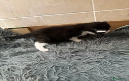 Mixed Breed cats for sale: 3 beautiful kittens  - Image 10