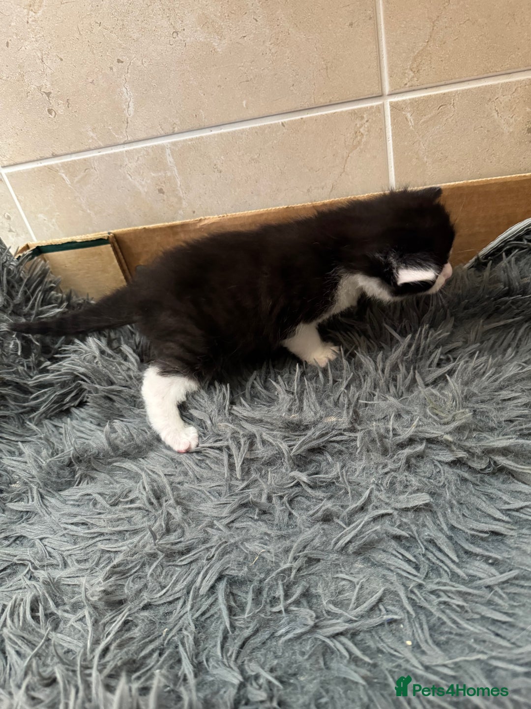 Mixed Breed cats for sale: 3 beautiful kittens  - Image 10