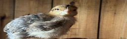 Chickens poultry for sale: Pure bred cream leg bar chicks - Advert 3