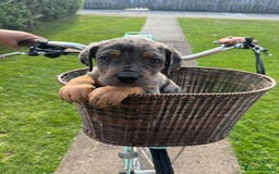 Cane Corso dogs for sale: Cane corsos 2 weeks left  in Cramlington - Image 19