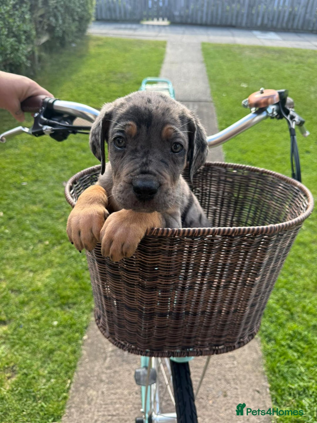 Cane Corso dogs for sale: Cane corsos 2 weeks left  in Cramlington - Image 19