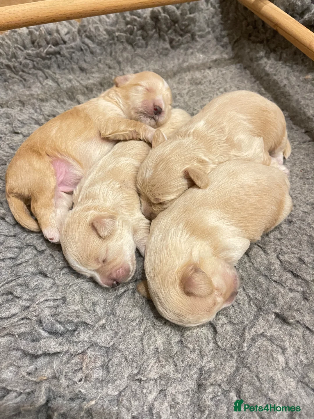 Maltipoo dogs for sale: Exceptional Petite Korean Maltipoo Puppies - Advert 1