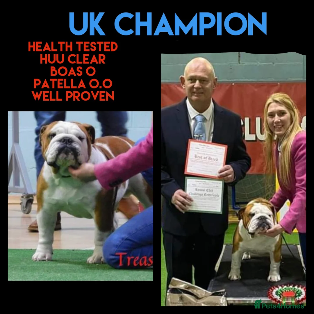 English Bulldog dogs for stud: UK CHAMPION 🏆 health tested.  in Bradford - Advert 2