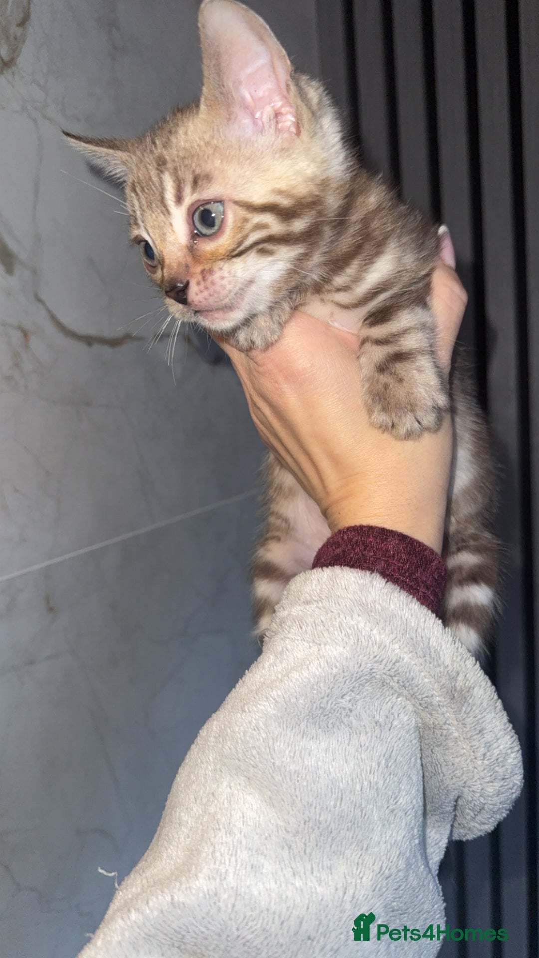 Bengal cats for sale: Bengal kittens  - Advert 18