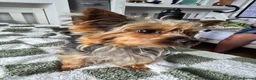 Yorkshire Terrier dogs for sale: Yorkshire terrier  in London - Advert 4