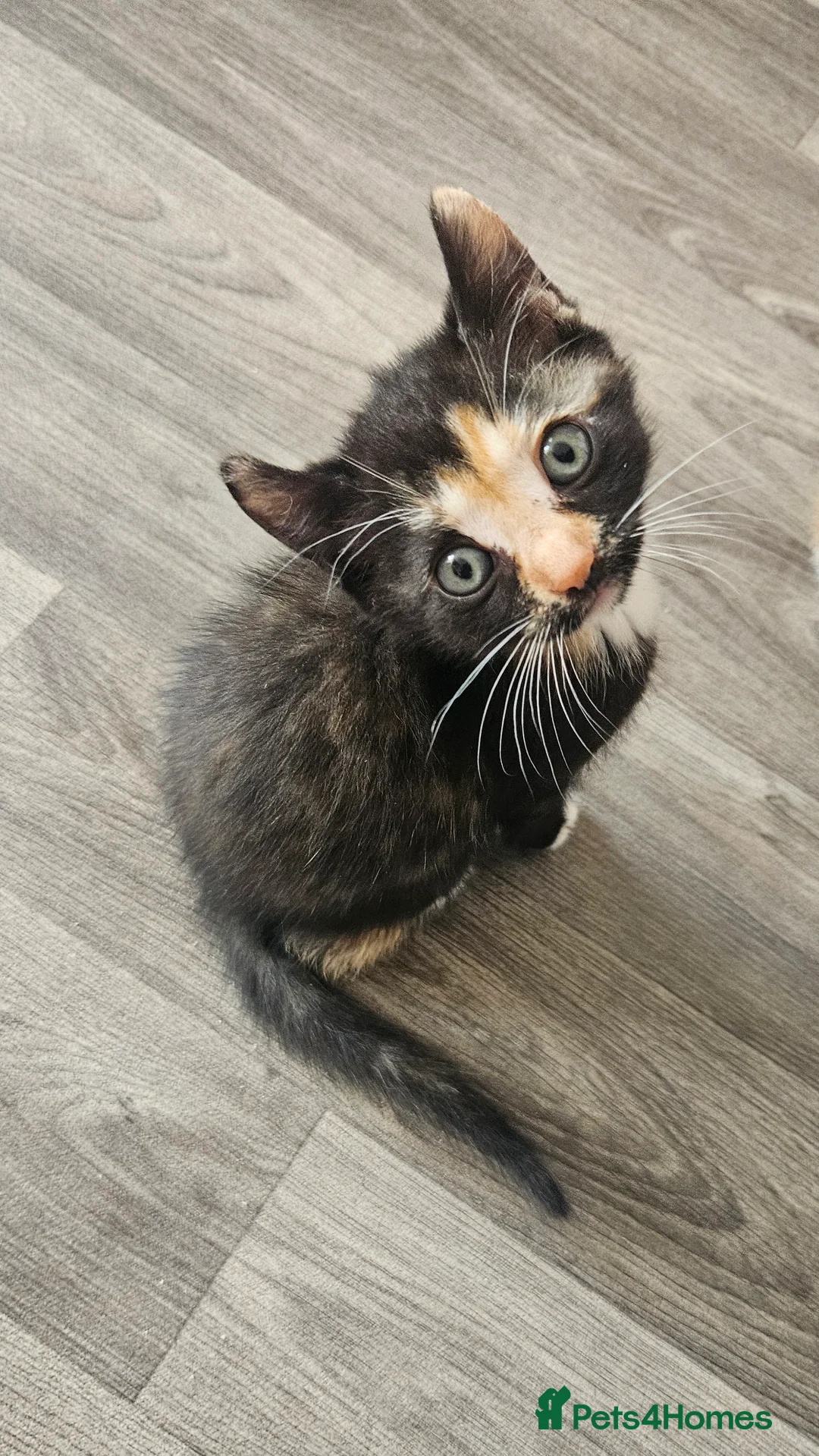 Mixed Breed cats for sale: Black girls,ginger boy❤️ in Barnsley - Advert 2