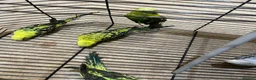 Budgerigars birds for sale: Budgies  - Advert 17