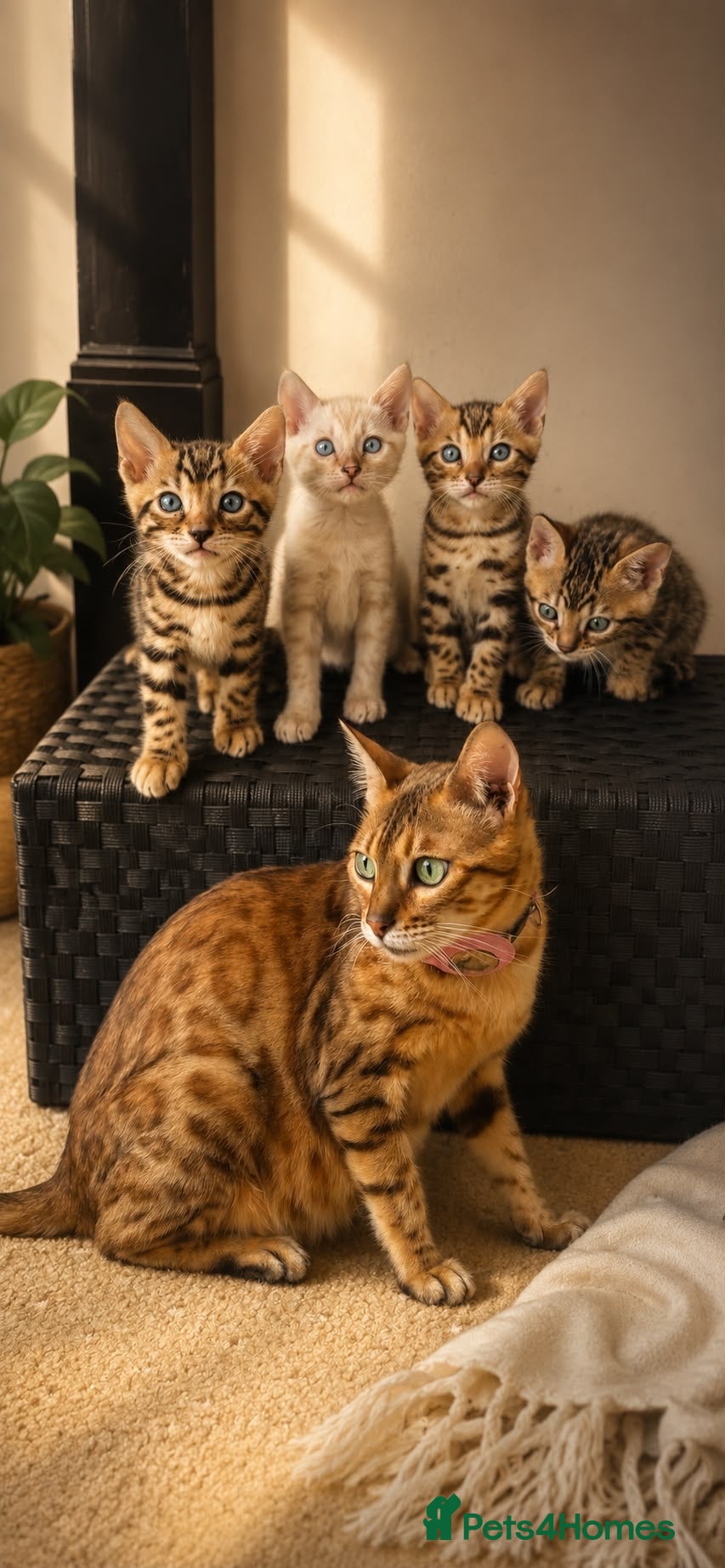 Bengal cats Ready for there forever home bengal kittens - Advert 2