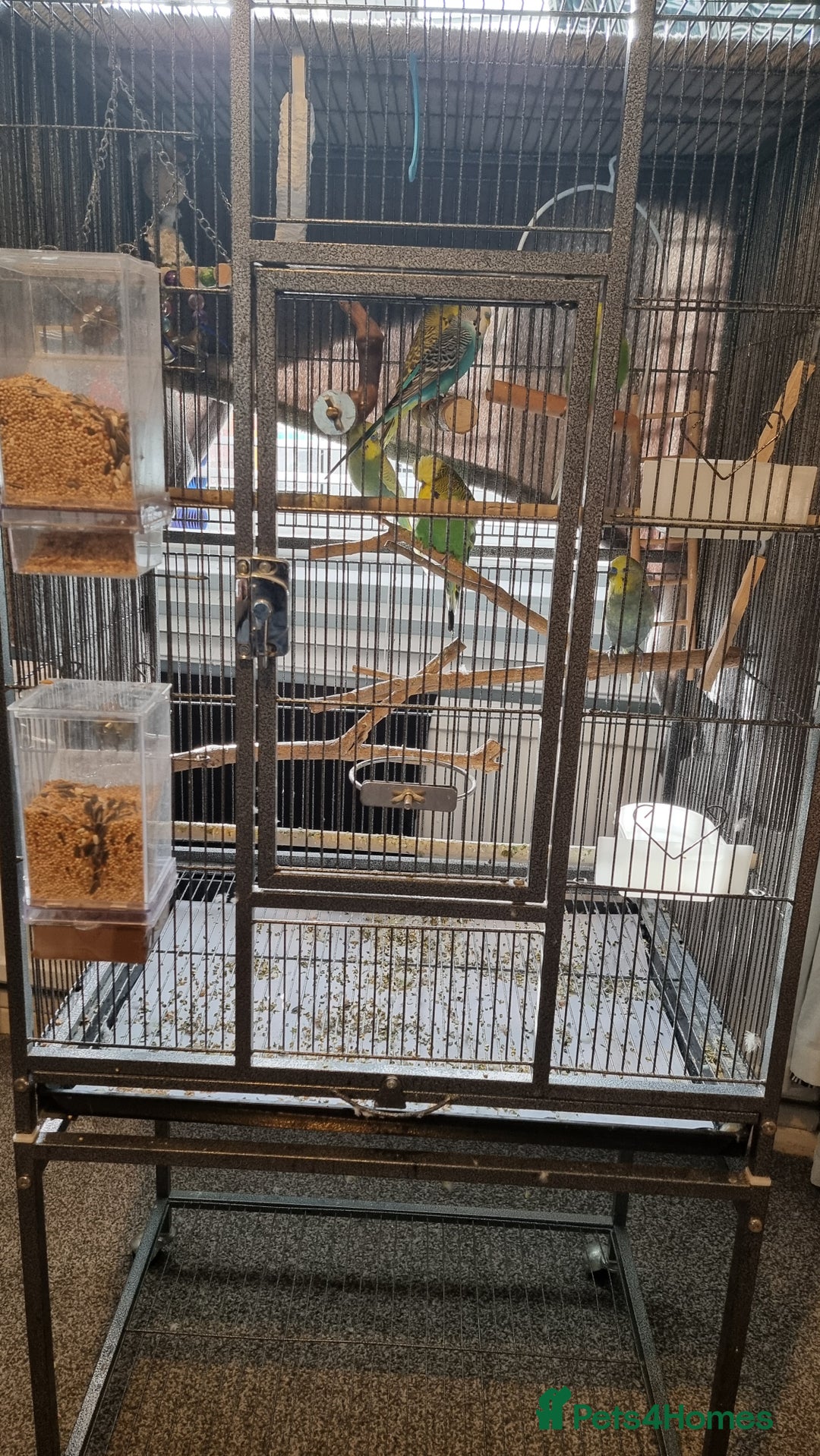 Budgerigars birds for sale: 6 budgies  - Image 5