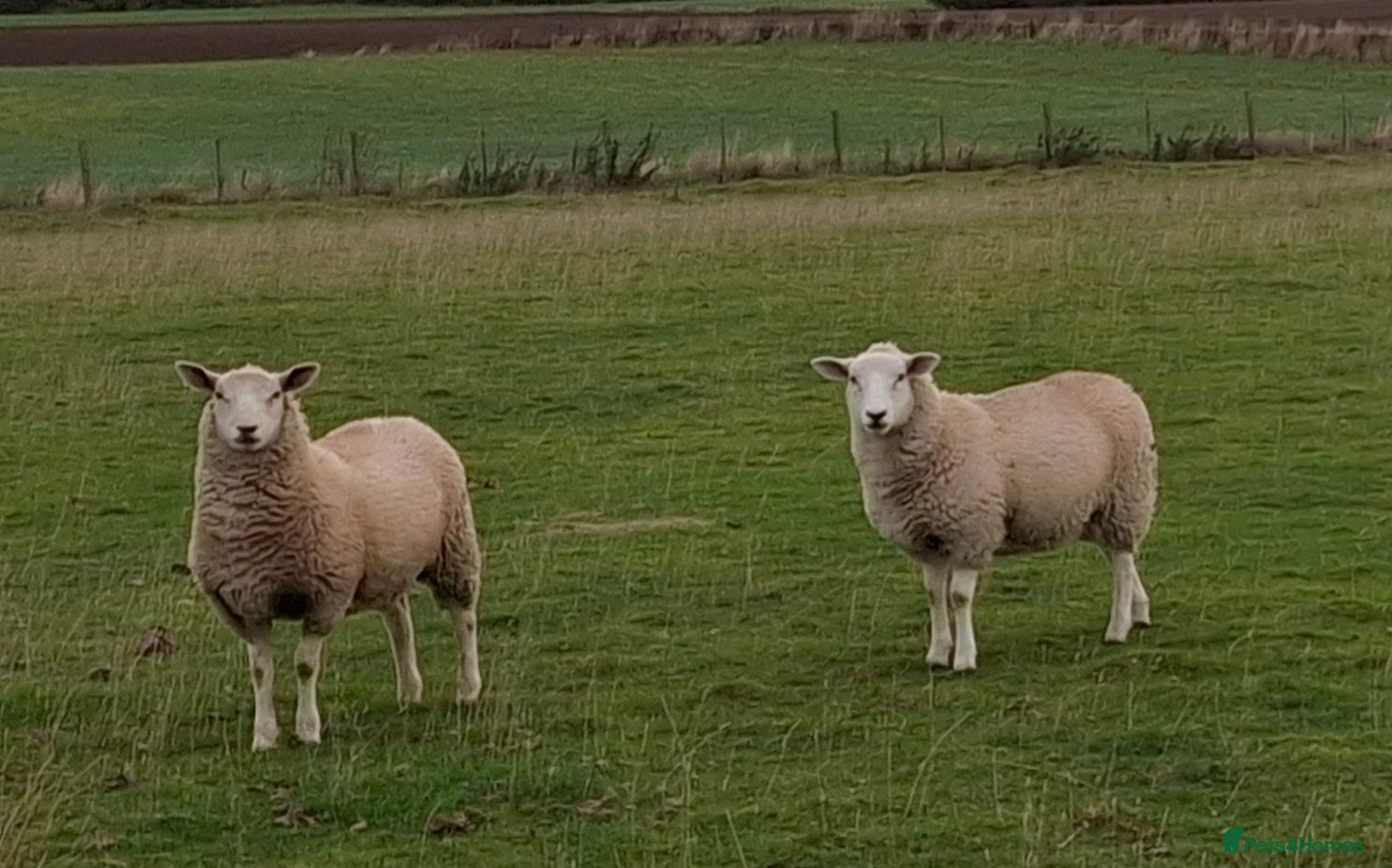 Sheep livestock Ragwort Eaters! (Sheep) - Advert 17