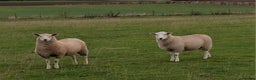 Sheep livestock for sale: Female Sheep - Advert 2