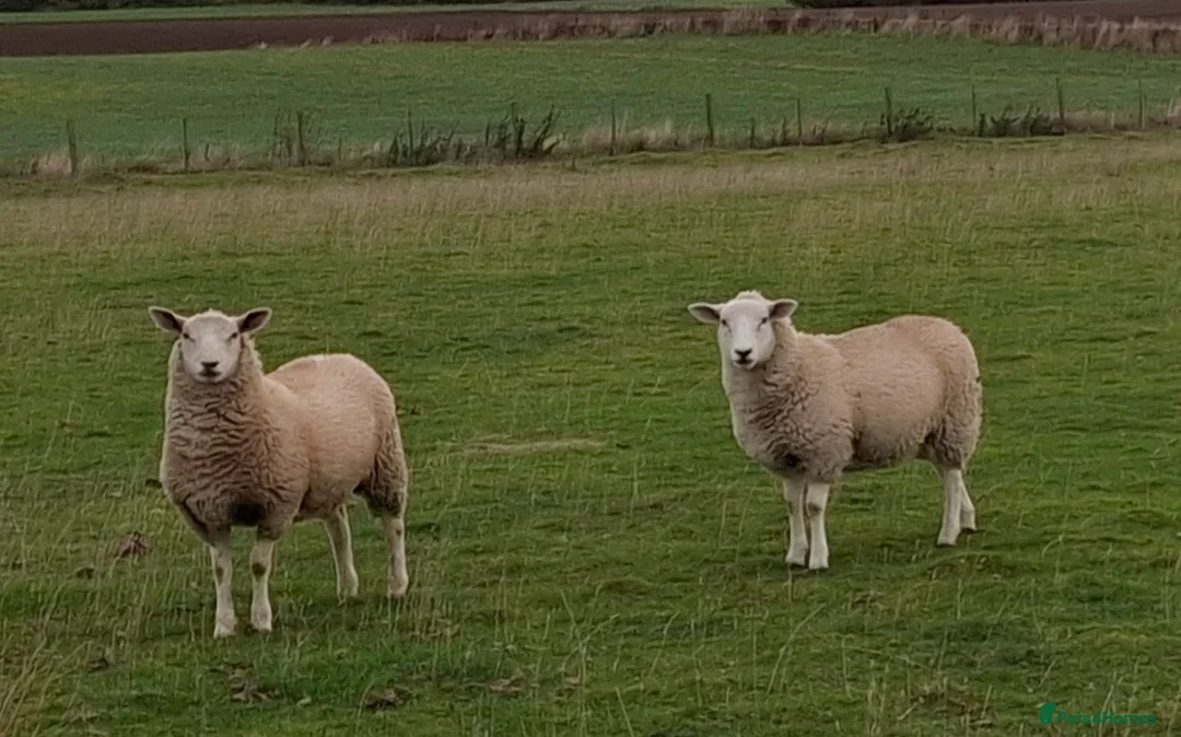 Sheep livestock for sale: Ragwort Eaters! (Sheep) - Advert 1