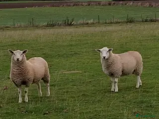 Sheep livestock Ragwort Eaters! (Sheep) - Advert 17