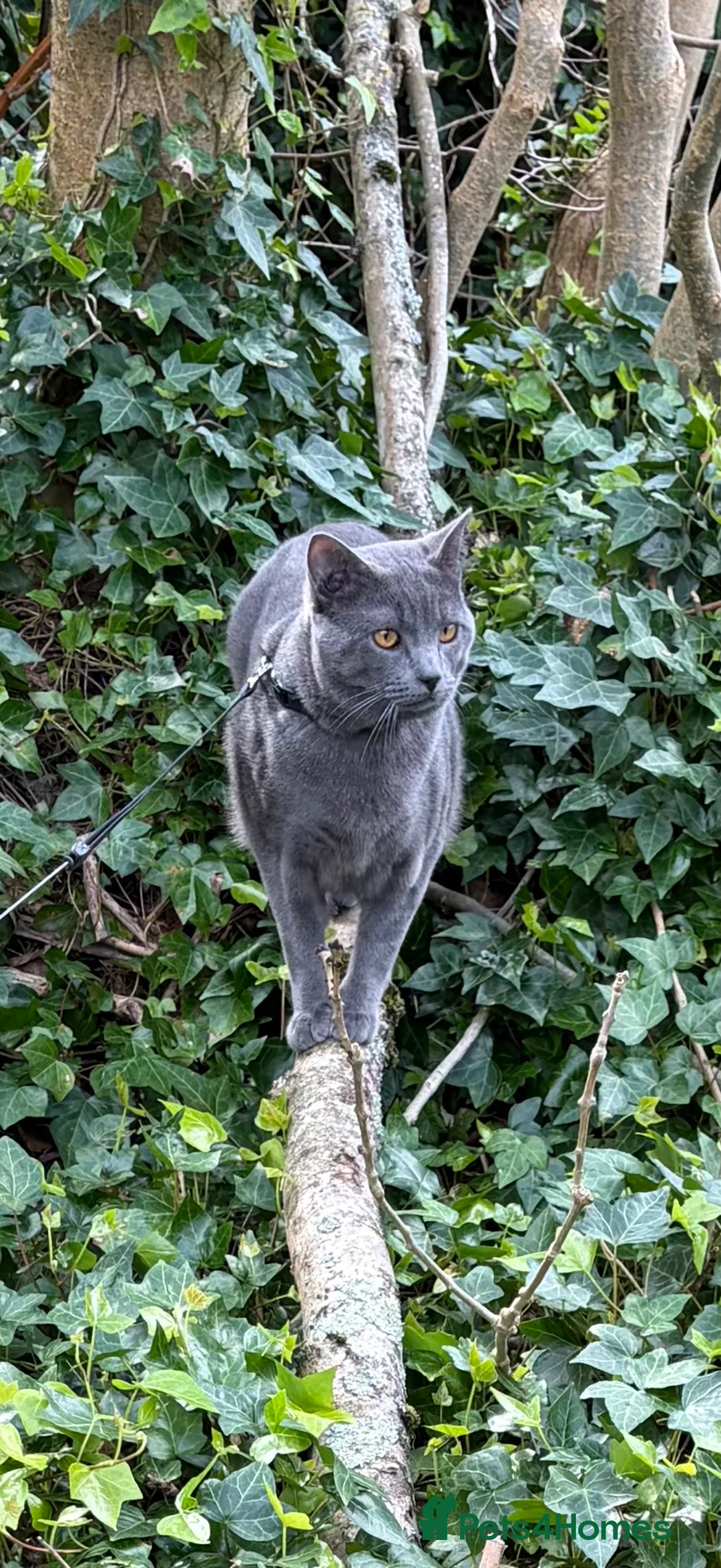 Chartreux cats for sale: Adorable Chartreux male needs new loving home - Advert 8