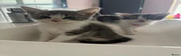 Ragdoll cats for sale: Ragdoll Siamese cross kittens in Birkenhead - Advert 8