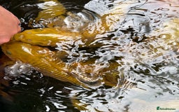 Koi Carp fish for sale: Chagoi koi carp - Image 4